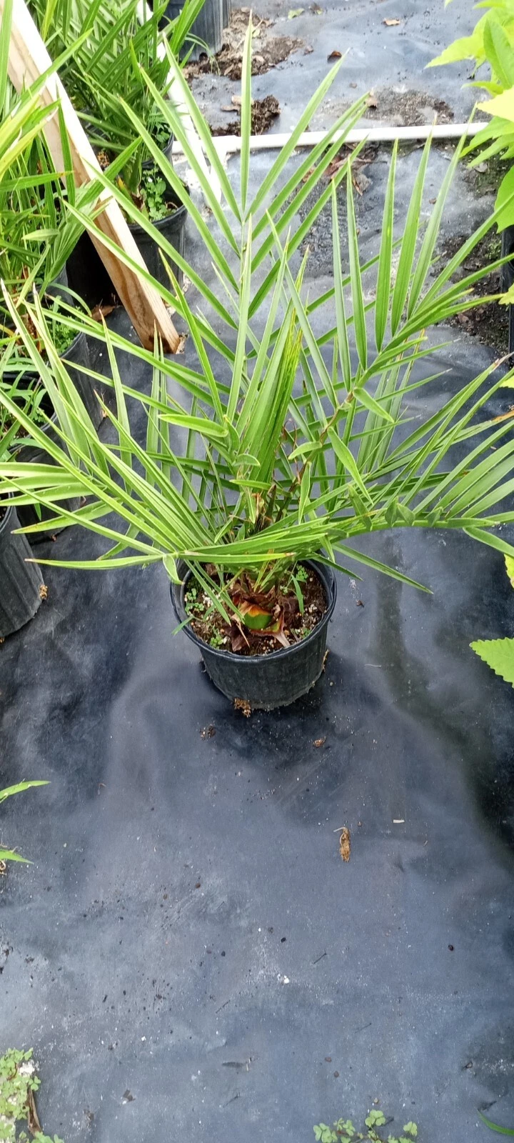 Date Palm in 1 gallon pot
Opens in a new window or tab