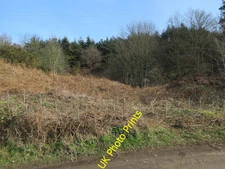 Photo 6x4 Wood by Cranfield Road Sheringham  c2016