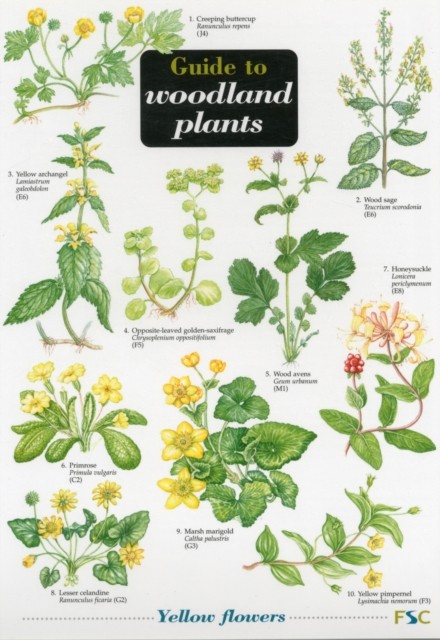 Guide to Woodland Plants by Mavis Gulliver (Sheet map, folded) - Image 3
