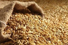 Indian Premium Raw Barley Seeds Sabut Jau For Pooja/ Eating 100-2000gm Fast SHIP