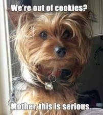 Yorkie refrigerator magnet 3 1/2 x 3 1/2 Made in the USA