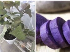 5 Rooted Purple In a Cup Sweet Potato Plants With