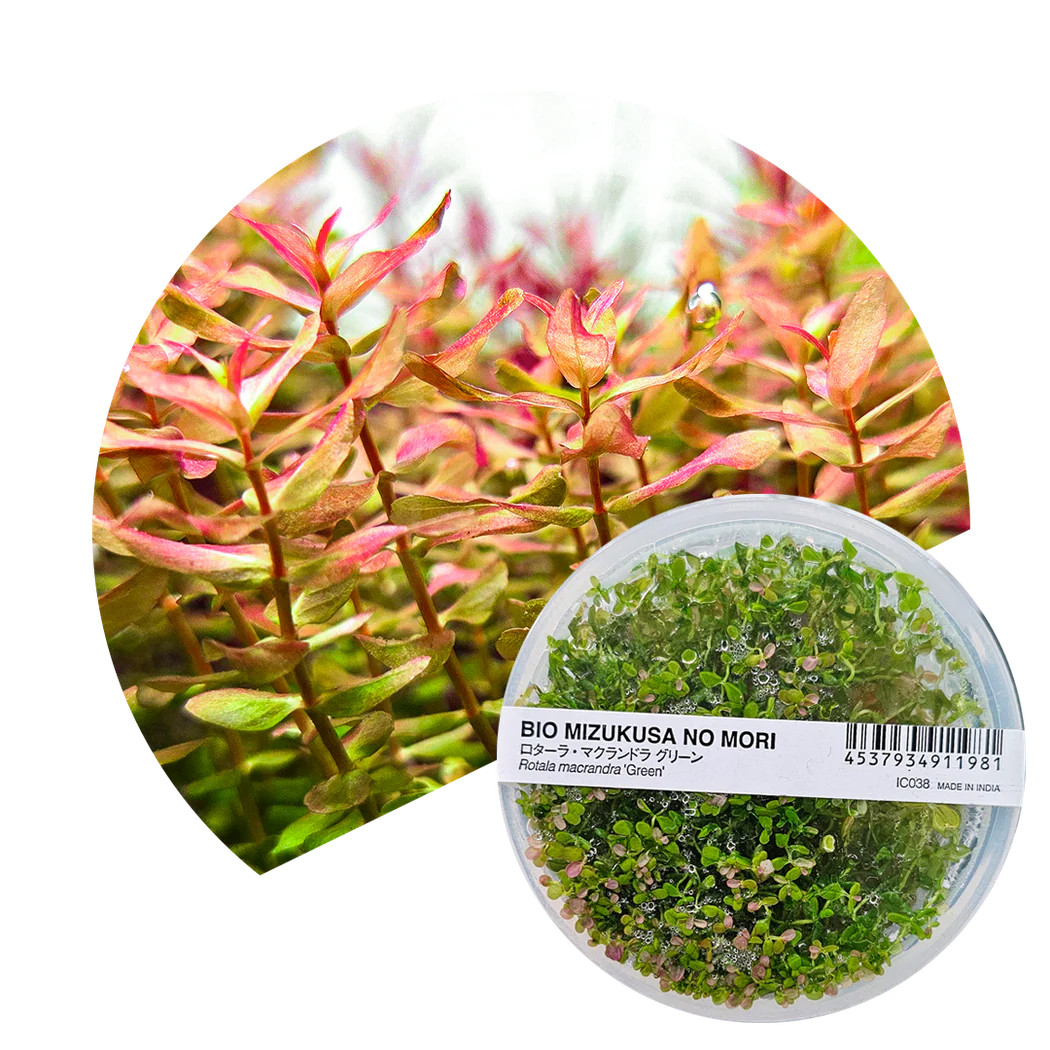 ADA Rotala macrandra Green