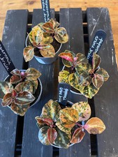 Peperomia Variegated Creme Brulee Rare House Plant 6cm