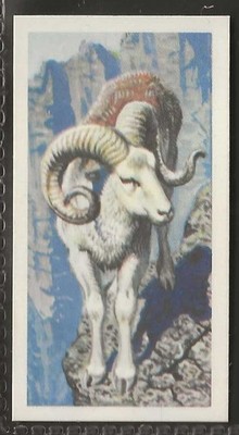 BROOKE BOND (TEA)-(RHODESIAN) ASIAN WILD LIFE 1963-#30- ARGALI