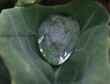 Digital image picture wallpaper water droplet on cabbage leaf photo by Paige