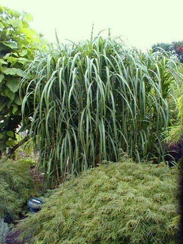 4 x Riesen Chinaschilf, ideal als Hecke und Sichtschutz, Miscanthus