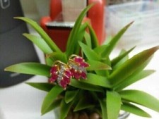 2Ct Marquise Cut Simulated Red Ruby Women's Stud Earrings 14K Yellow Gold Plated