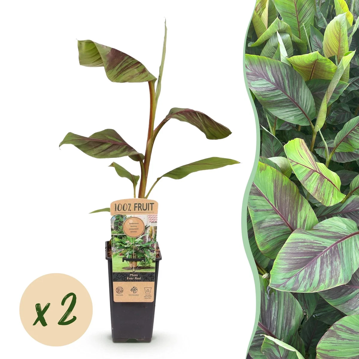 Bananenpflanze online kaufen | eBay.de