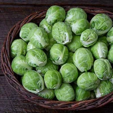 500+ Dagan Brussels Sprouts Seeds for Garden Planting - USA - FREE SHIPPING!