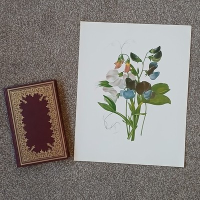 Vintage 1979 Sweet Pea Flower Botanical Flora Large Book Art Print 12x15''