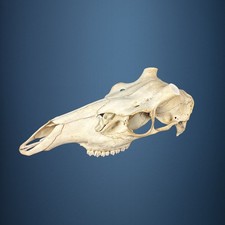 558KU Crane de cerf, bois de cerf, massacre, trophée, Diametre 33mm 