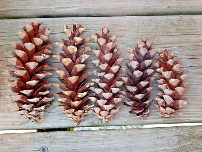 100 Pinecones Eastern White Pine Cones Nature Craft Supply Small to Medium 2~5''L