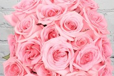 Fresh  Natural Rose - Pink