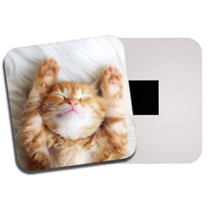 Sleeping Ginger Kitten Fridge Magnet Cat Cats Cute Baby Animal Fun Gift Ebay