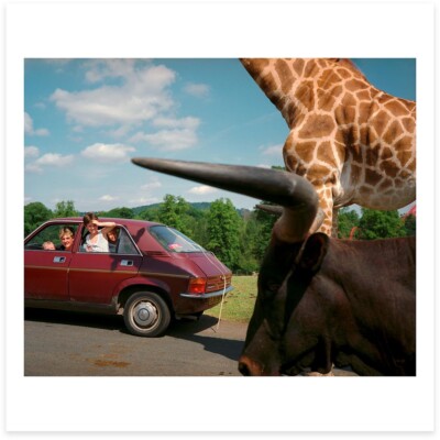SIGNED Martin Parr Print - Knowsley Safari Park, 1990 - 6 x 6'' Photo Limited