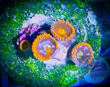 SAF~ “WYSIWYG” Fire And Ice Zoanthid Coral Frag, Palythoa, Paly, Zoa