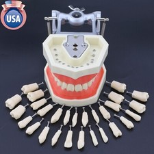 Kilgore Nissin 200 Type Dental Typodont Model 28 Removable Teeth Mounting Pole