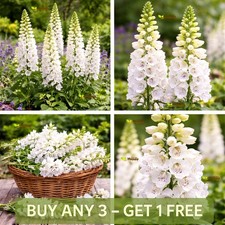 Foxglove White | 5 000 Seeds | Digitalis Purpurea alba