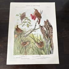 1914 Book Plate #102 Birds of New York Louis Agassiz Fuertes Wrens