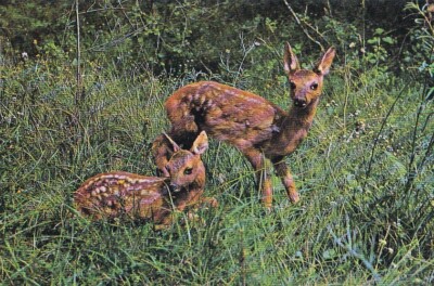 REH    Kitz  Deer    Postcard   ***   Postkarte  # 338  RARE 