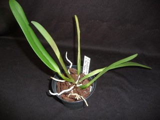 Potinara Toshie Aoki Excellent Gold x Cattleya principe rame Anja raro!