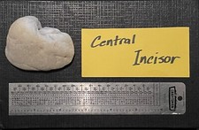 Giants Central Incisor /150.6g (offer) $77,000,000 (price)$83,000,000