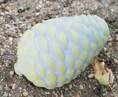 Pinecone latex mold plaster concrete cement statue rubber mould 4''L x 2.5''H