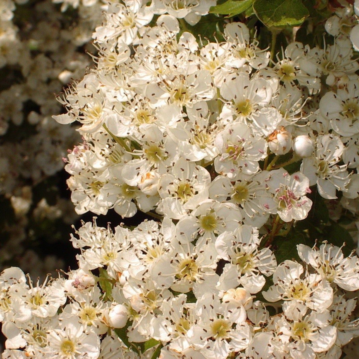30 Hawthorn Hedging Plants,Wildlife Friendly 1-2ft In 1L Pots