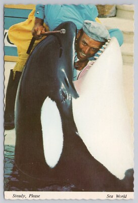 Postcard Sea World Shamu Killer Whale San Diego California