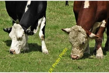 Photo A2 Cattle grazing on The Great Lawn Foulby In front of Nostell Pri c2017