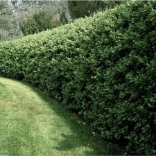 Privet Bush/Hedge Ligustrum x Ibolium 18in, 3-Pack, Tall Bareroot Plants