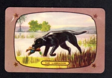 Vintage Coles Swap Card - The Labrador