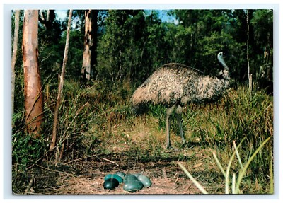 Emus Postcard