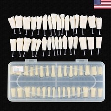 Dental Typodont Teeth Replacement Set of 32 with Screws Fit Kilgore Nissin 200