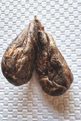 Bibermuskus Castoreum Drüsen/100% natürlich/Premium Qualität/Biber(Castor) gesund