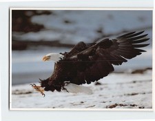 Postcard Bald Eagle