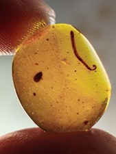 Diplopoda millipede Burmite Myanmar Burmese Amber insect fossil dinosaur age