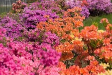 25 MIXED COLORS AZALEA Rhododendron spp Red Purple Flower Shade Bush Shrub Seeds