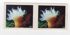 Lipton’s Tea Aust Stereoscopic Card 1970/80s 5th Series #15 Sea Anemone