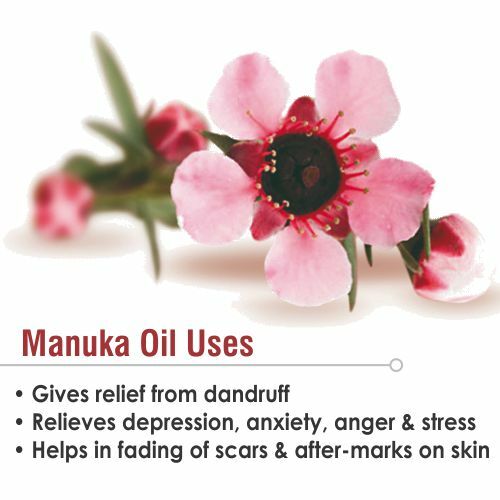 Manuka (Leptospermum Scoparium) 100% Rein & Natürlich Ätherisches Öl - Bild 4 von 15
