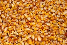 5 Pounds of CZ Grain Whole Kernel Corn - Make Corn Meal - Yellow corn from Iowa