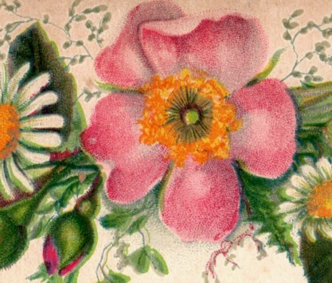 1880s Victorian Christmas Card Lovely Pink Blossom & Daisies 7D | eBay