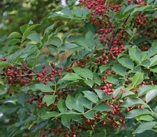 35 Graines - Poivrier du Sichuan (Faux Poivre) - Zanthoxylum Piperitum - BIO