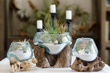 Root Blown Glass Terrarium Vase, Fish Bowl, Candle Holder, Serving Bowl