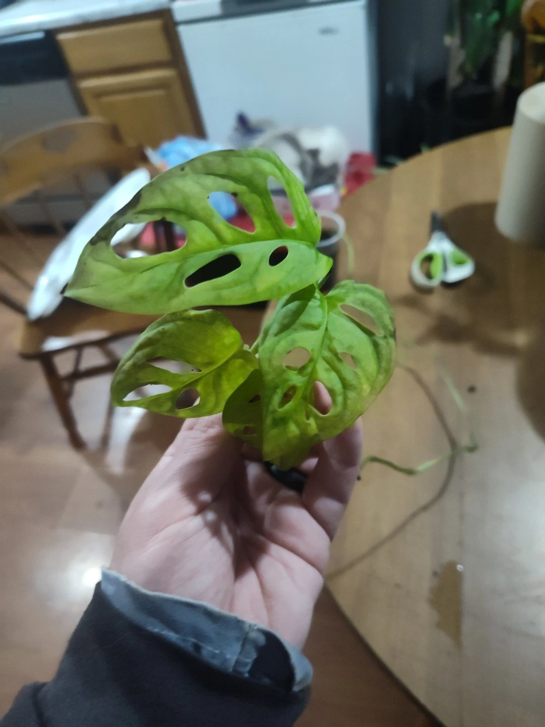 Monstera Swiss Cheese Plant – Rare Monstera adansonii | About 3 Feet Long!
Opens in a new window or 