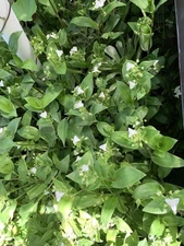 10 Cuttings Tradescantia Green Wandering Jew