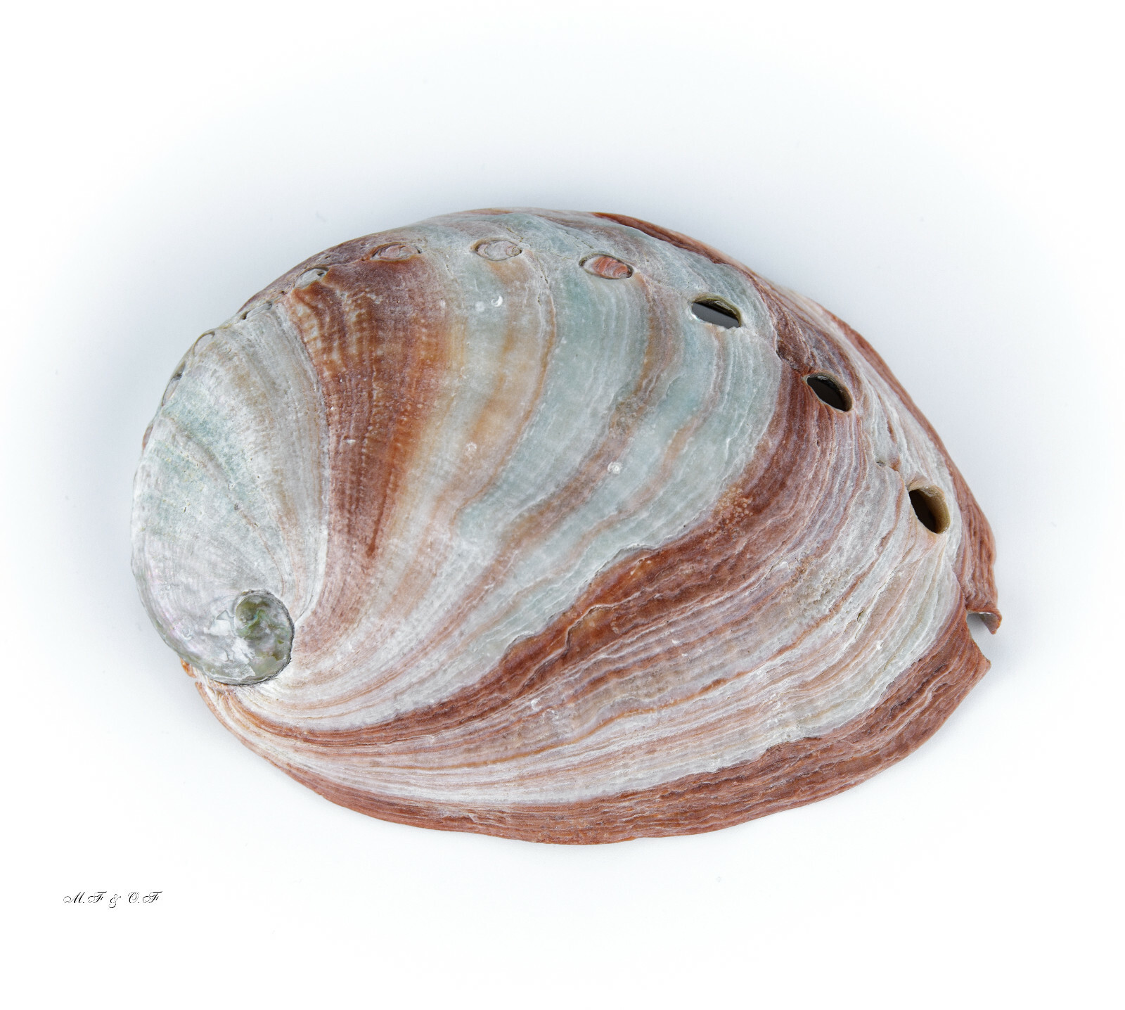 Haliotis assimilis, Haliotidae,  XL 119mm, Mexico