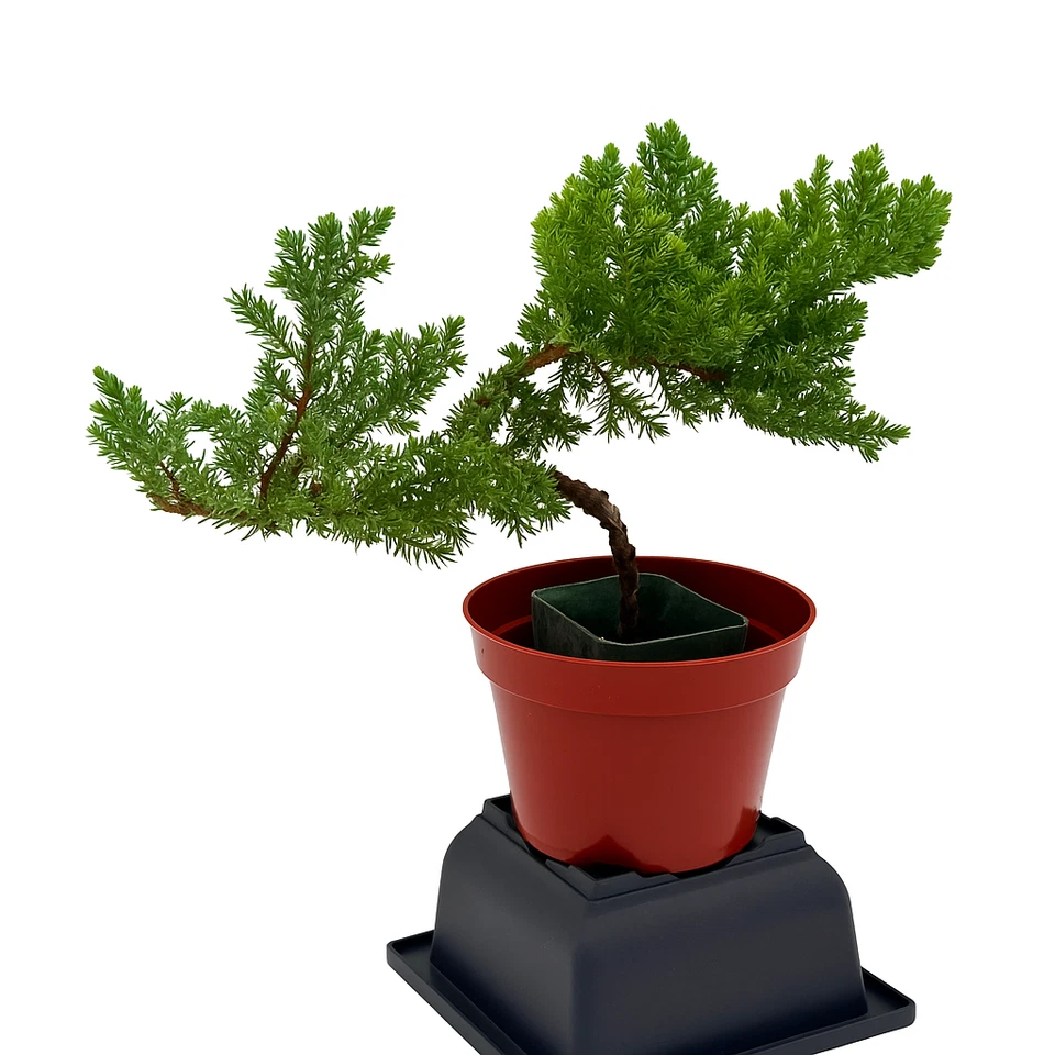 🌿Live Juniper Pre-Bonsai Tree🪾 ONE - 2.5+ Year Old Plant, Perfect Zen Gift - Image 2 of 4