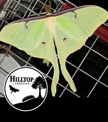 18 Luna Moth Eggs FREE SHIPPING (Actias Luna)  Luna Moth Eggs X 18